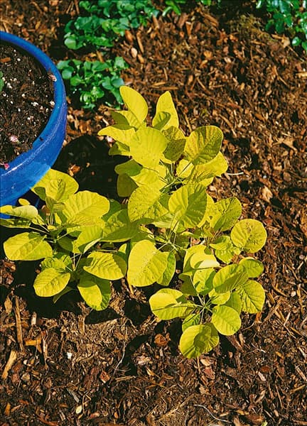 Cotinus coggygria Golden Spirit