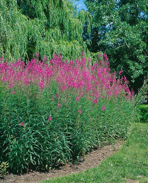 Epilobium angustifolium