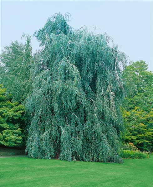 Fagus sylvatica Pendula