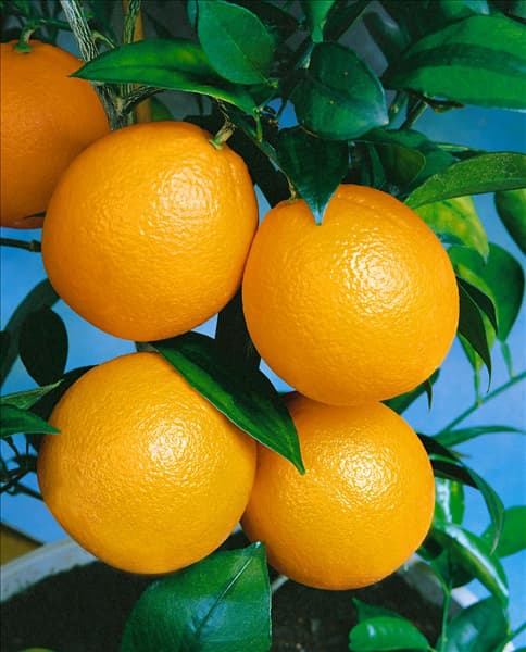 Orange / Citrus sinensis