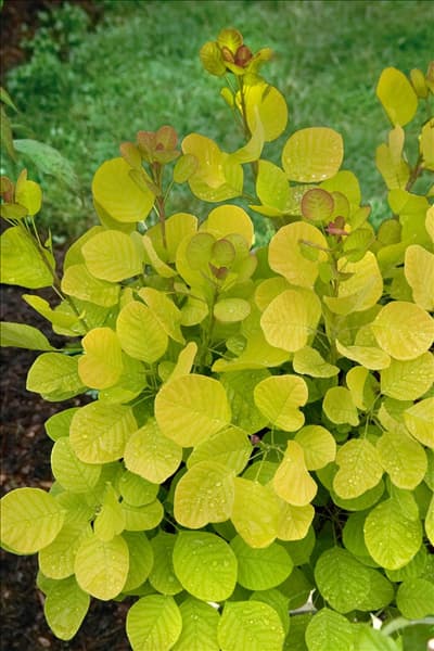 Cotinus coggygria Golden Spirit