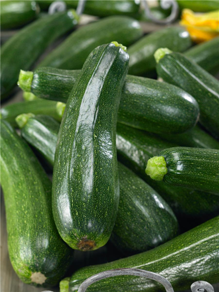 Cucurbita pepo con. giromontiina Defender