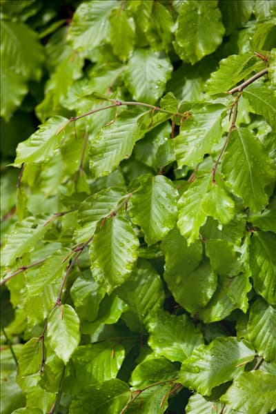 Fagus sylvatica Pendula