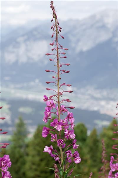 Epilobium angustifolium
