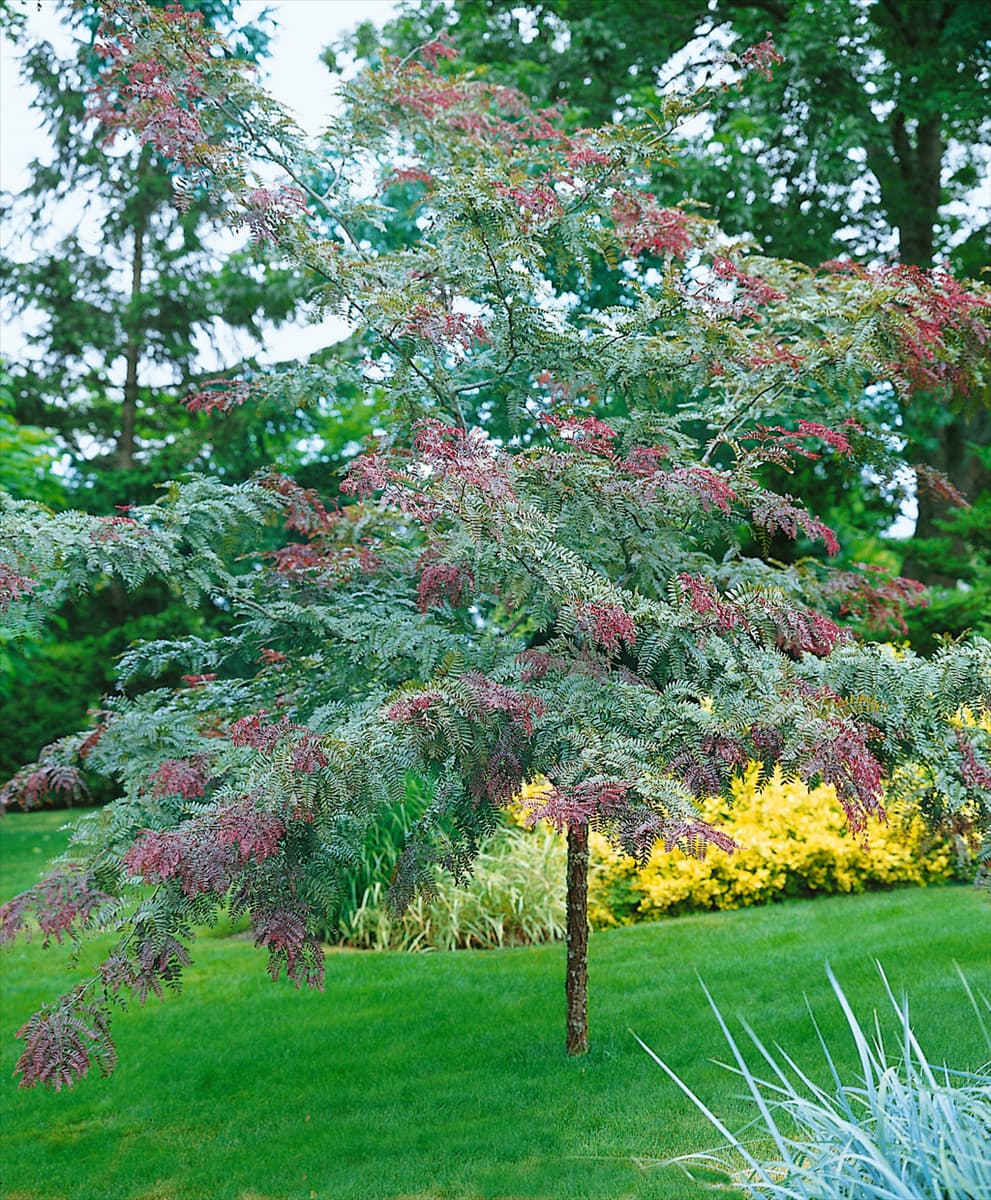 Gleditsia triacanthos Ruby Lace