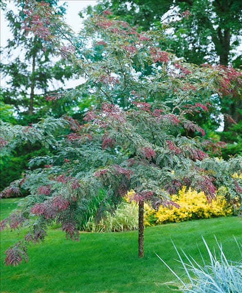 Gleditsia triacanthos Ruby Lace