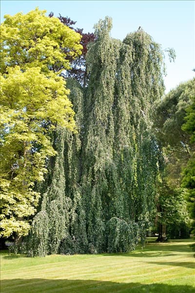 Fagus sylvatica Pendula