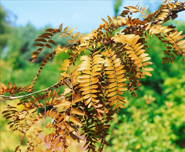 Gleditsia triacanthos Ruby Lace