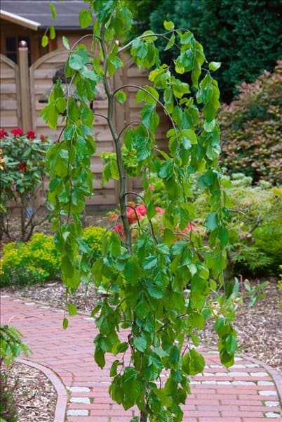 Fagus sylvatica Pendula