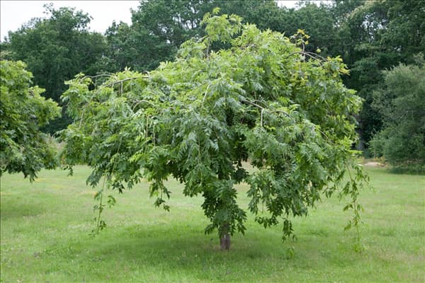 Fraxinus excelsior Pendula