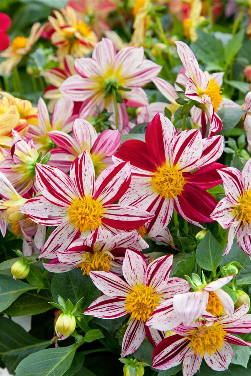 Dahlia pinnata Fireworks ™
