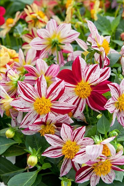 Dahlia pinnata Fireworks ™