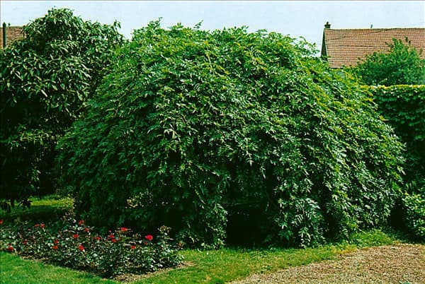 Fraxinus excelsior Pendula