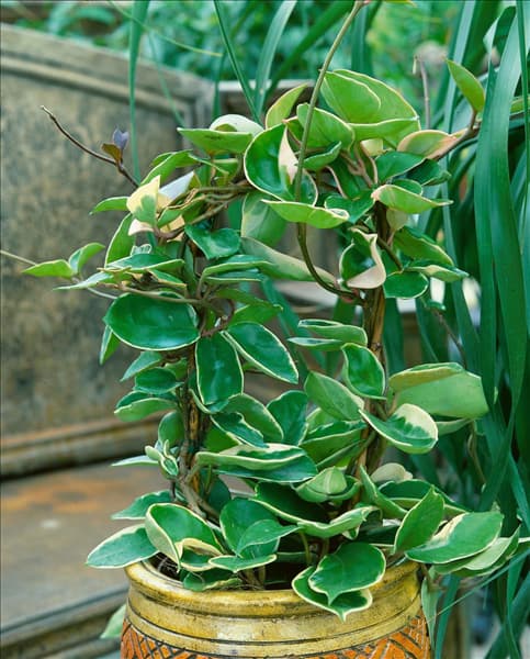 Hoya carnosa