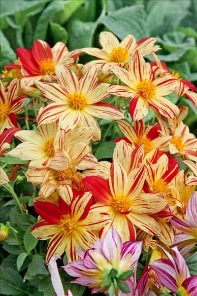 Dahlia pinnata Fireworks ™