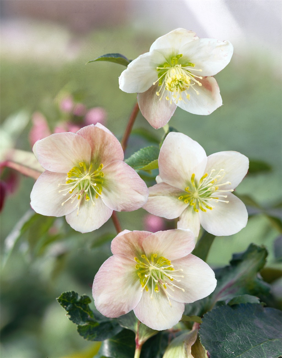 Helleborus Winter Moonbeam