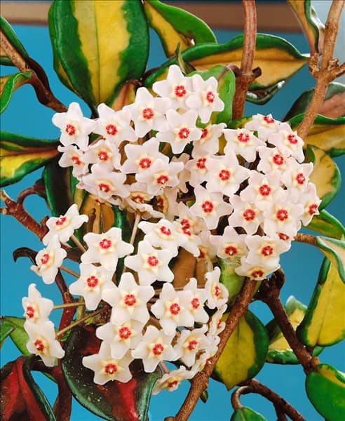 HOYA CARNOSA VARIEGATA / DETAIL