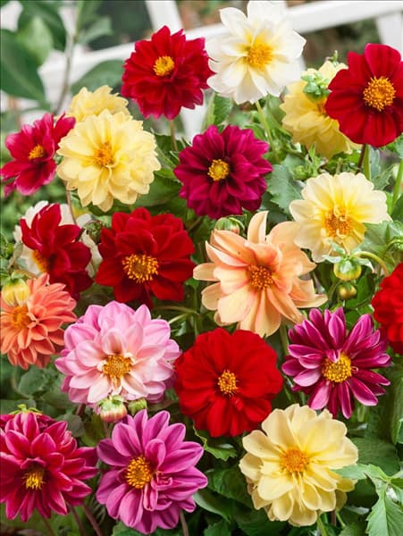 Dahlia pinnata