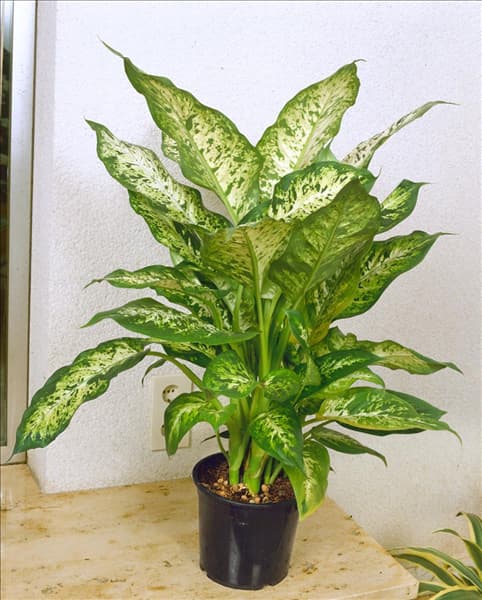 DIEFFENBACHIA MACULATA