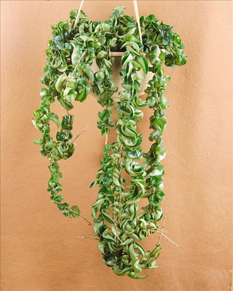HOYA CARNOSA INDIAN ROPE (HINDU ROPE)