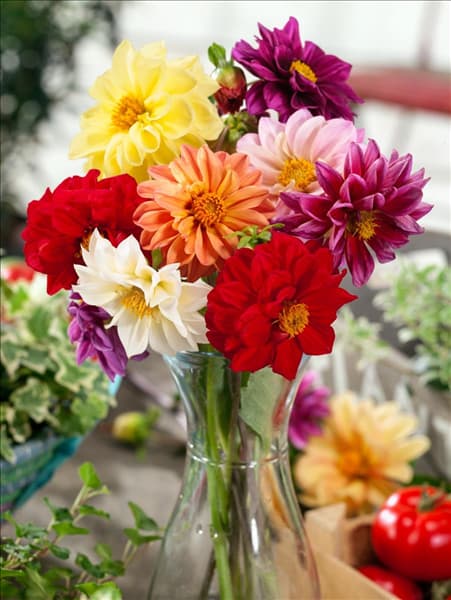 Dahlia pinnata