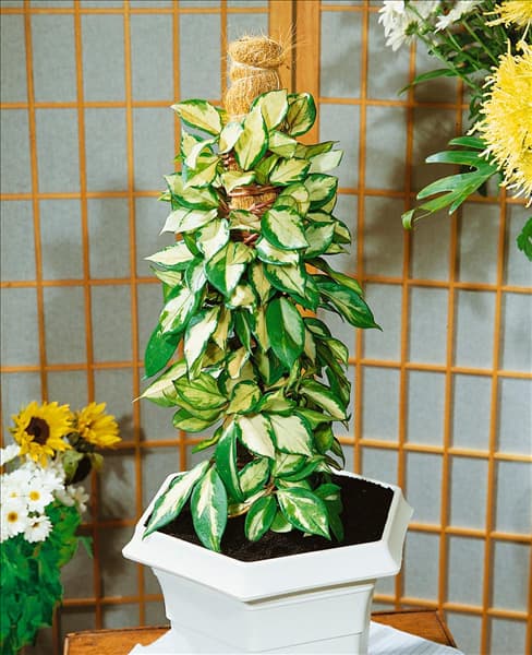 HOYA CARNOSA