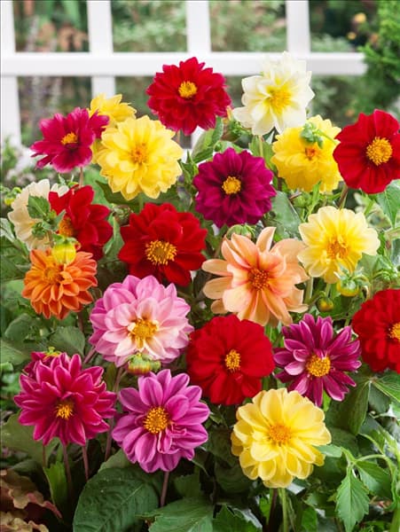 Dahlia pinnata