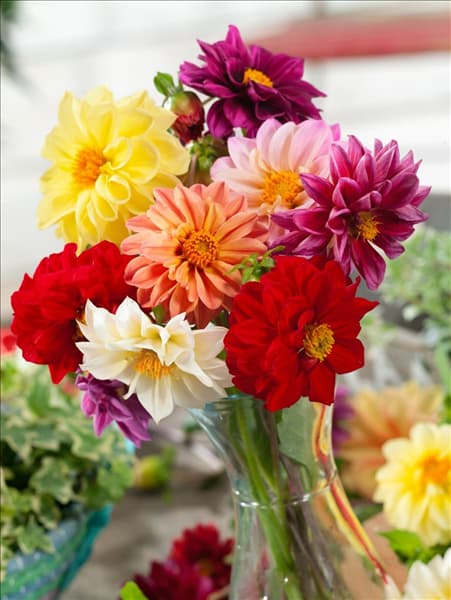 Dahlia pinnata