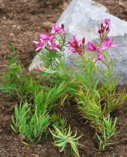 EPIMEDIUM FLEISCHERII