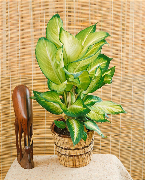 Dieffenbachia maculata 'Camilla'