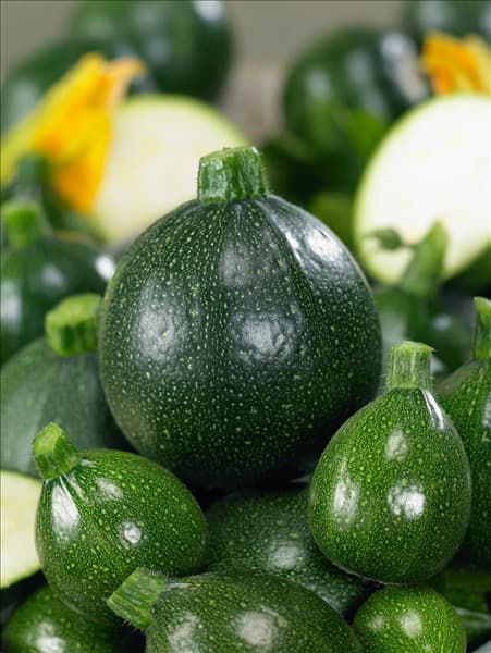 Cucurbita pepo con. giromontiina Satelite