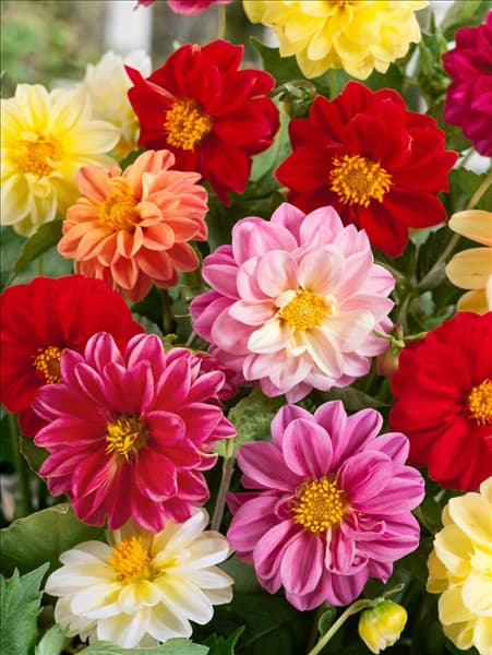 Dahlia pinnata