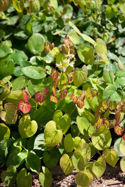 Epimedium Amber Queen