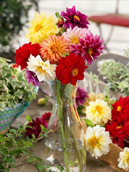 Dahlia pinnata