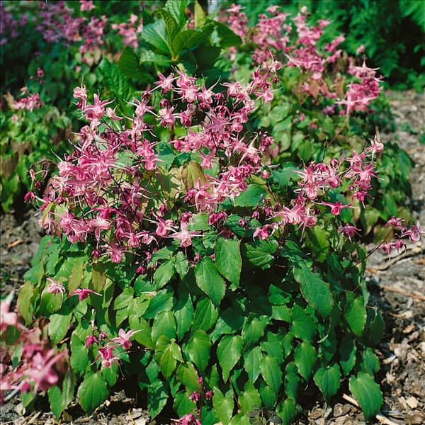 Epimedium grandiflorum Roseum