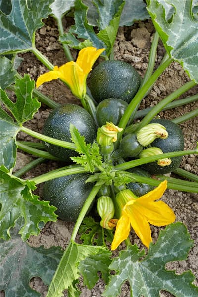 Cucurbita pepo con. giromontiina Satelite