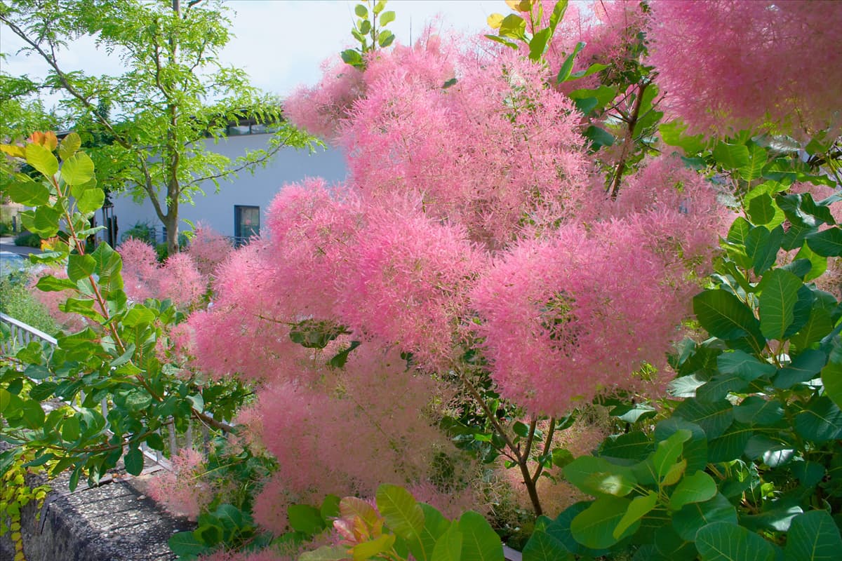 Cotinus coggygria