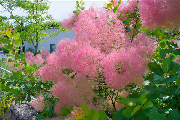 Cotinus coggygria 'Smokey Joe'®