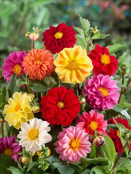 Dahlia pinnata