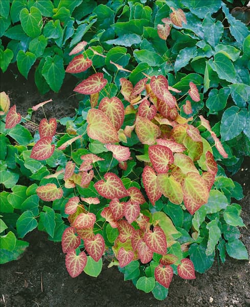 Epimedium x perralchicum