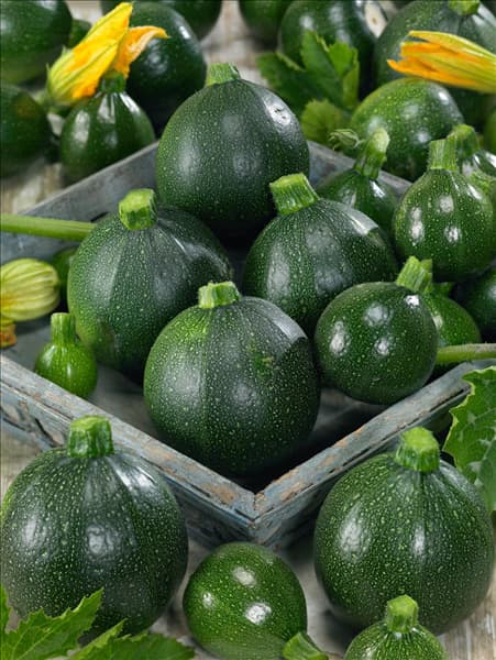 Cucurbita pepo con. giromontiina Satelite