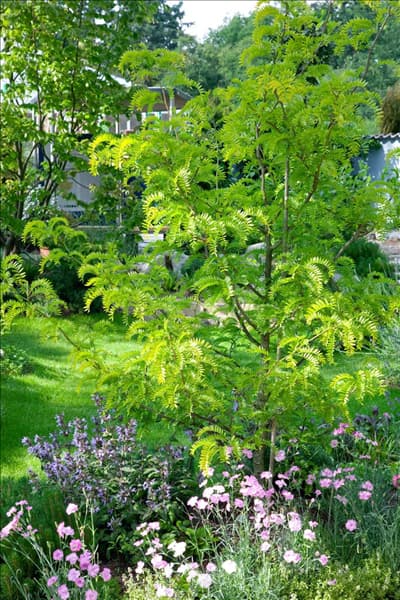 Gleditsia triacanthos Sunburst