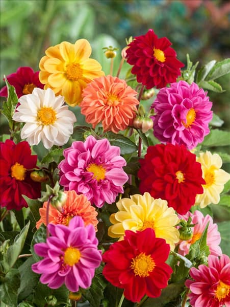 Dahlia pinnata