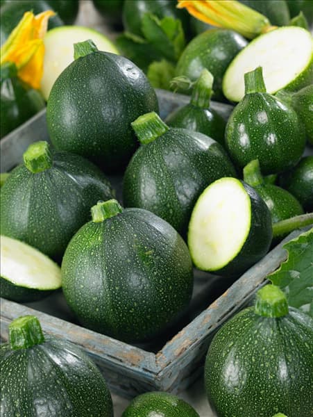 Cucurbita pepo con. giromontiina Satelite
