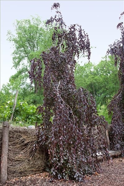 Fagus sylvatica Purple Fountain