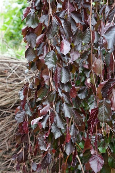 Fagus sylvatica Purple Fountain