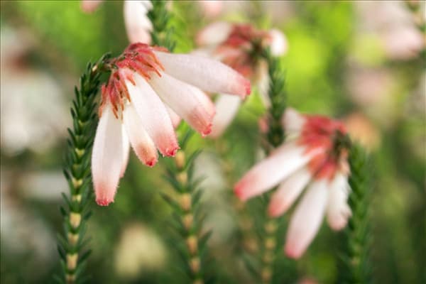 Erica cerinthoides