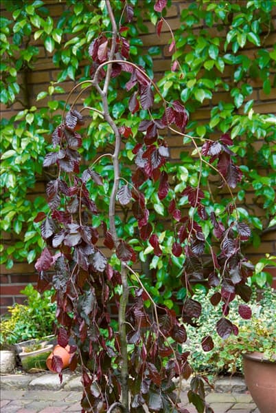 Fagus sylvatica Purple Fountain