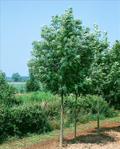 Fraxinus excelsior Westhof's Glorie