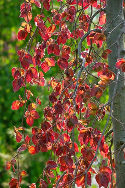Fagus sylvatica Purple Fountain